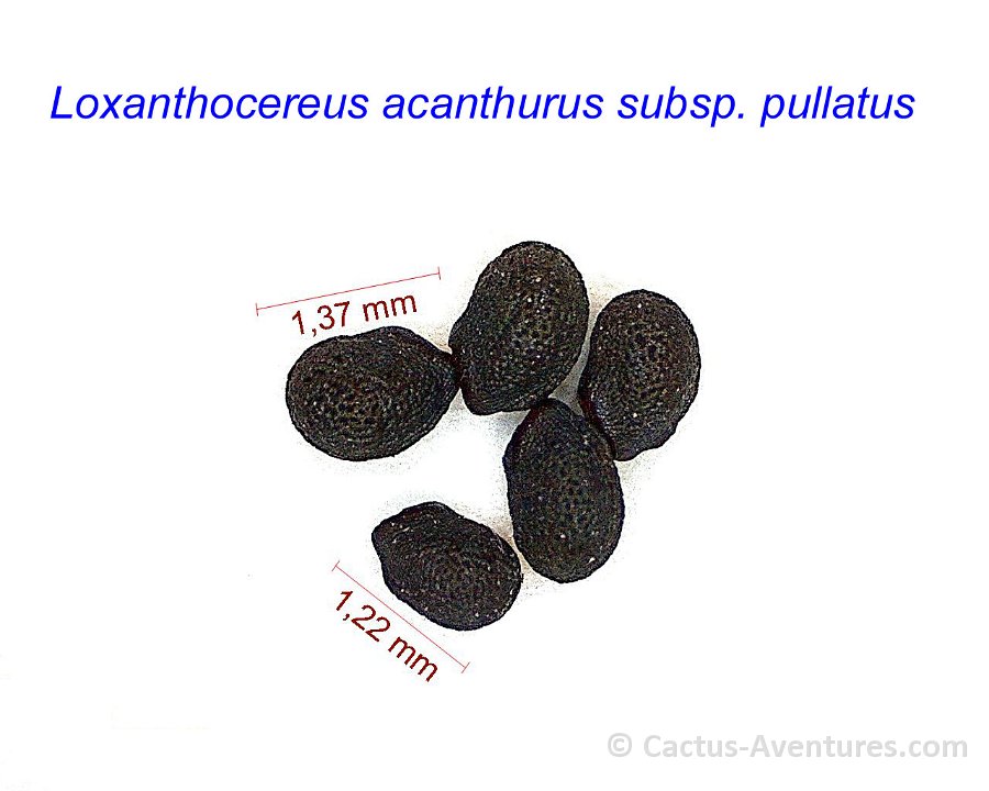 Loxanthocereus acanthurus ssp. pullatus